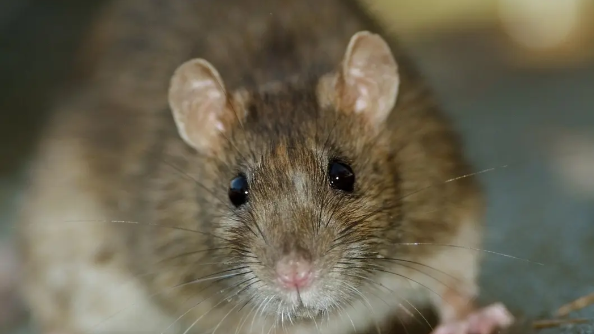 The Rodent Reality: NYC Tops the List of Infested Cities