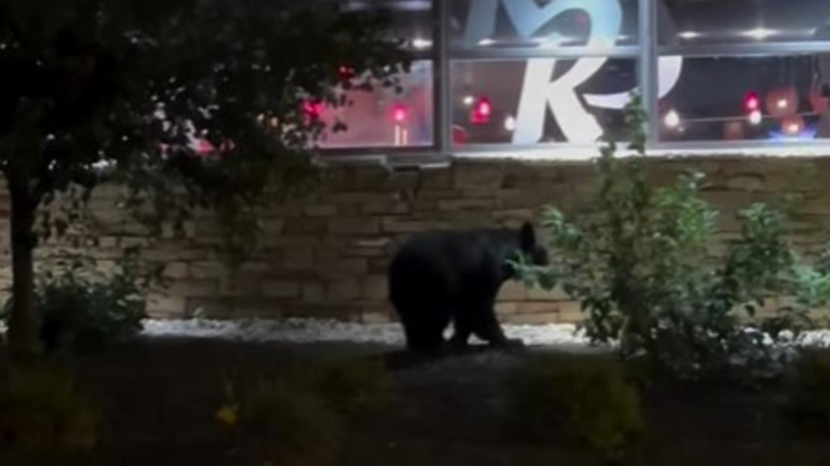 Black Bear Spotted Near Panera Bread in Colonie, NY