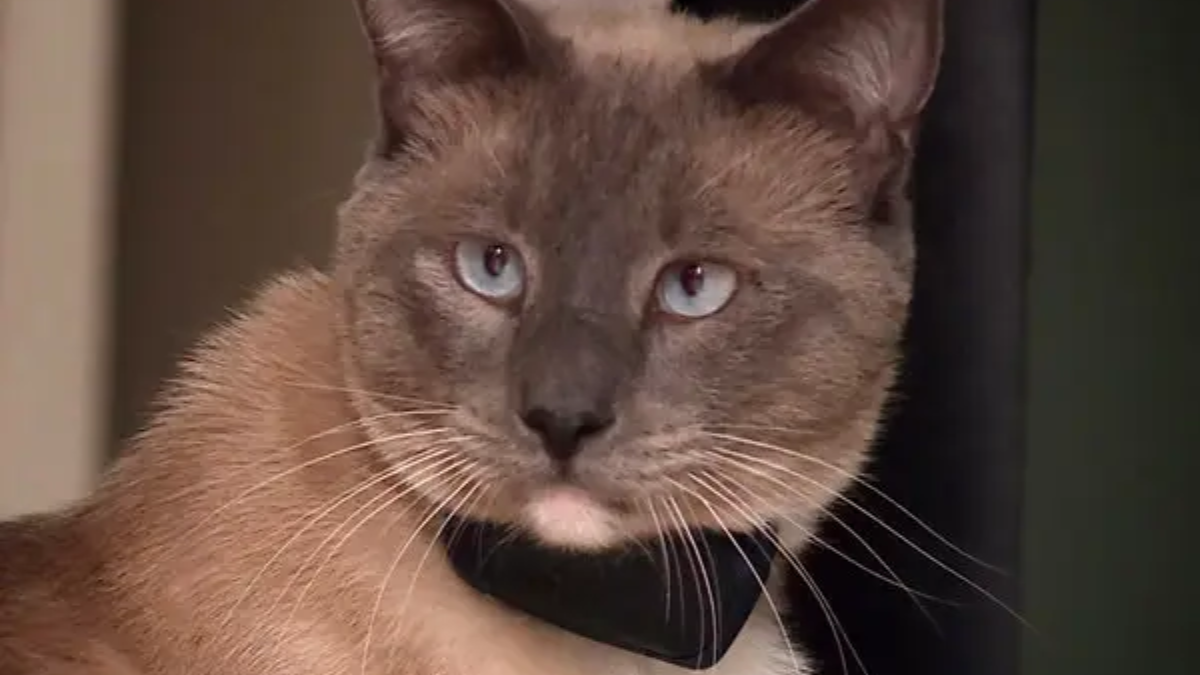 Lost Cat Travels 800 Miles from Yellowstone to California